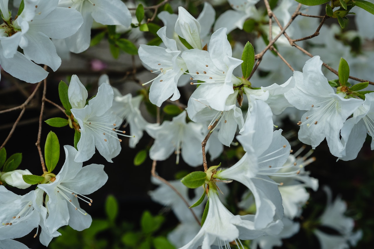 Kilka białych kwiatów azalii rośnie w ogrdzie